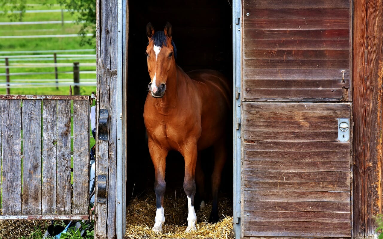 3 things to think of when you are building your own stables