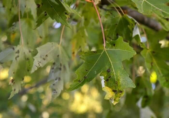 closeup of the tar spots on the leaves of a maple tree